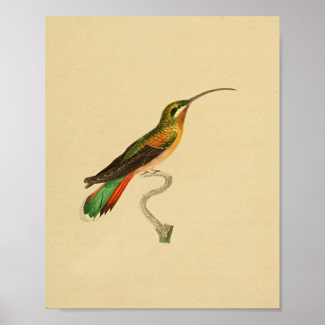 Vintage 1830 Hummingbird Print (Front)