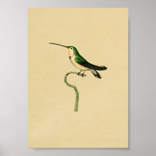 Vintage 1830 Hummingbird Print Green