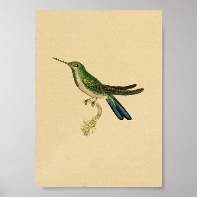 Vintage 1830 Hummingbird Print Green Blue (Front)