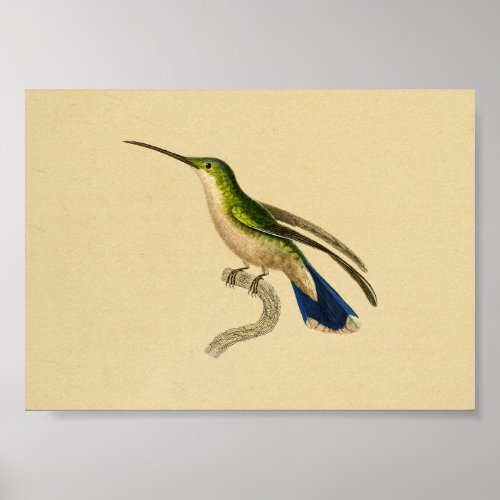 Vintage 1830 Hummingbird Print Green Blue