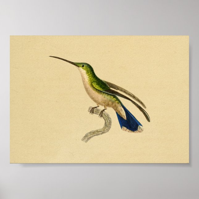 Vintage 1830 Hummingbird Print Green Blue (Front)