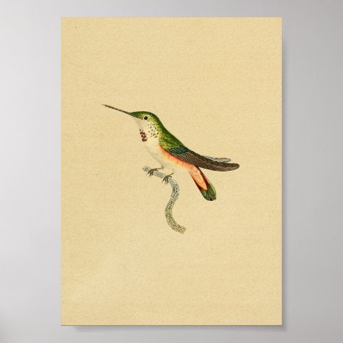 Vintage 1830 Hummingbird Print Green Orange