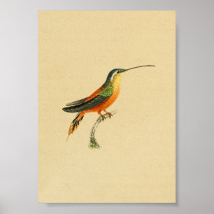 Vintage 1830 Hummingbird Print Orange Yellow