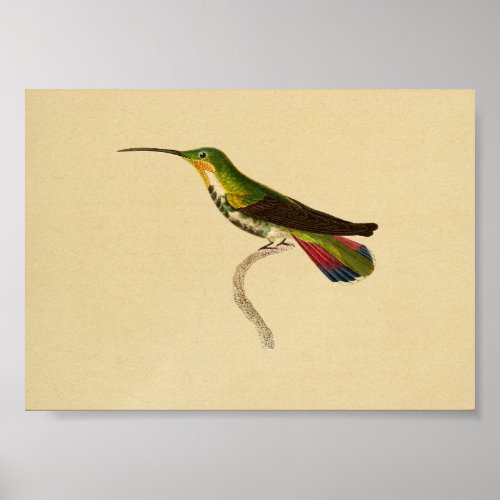 Vintage 1830 Hummingbird Print Red Green