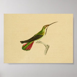 Vintage 1830 Hummingbird Print Red Green