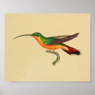 Vintage 1830 Hummingbird Print Red Green
