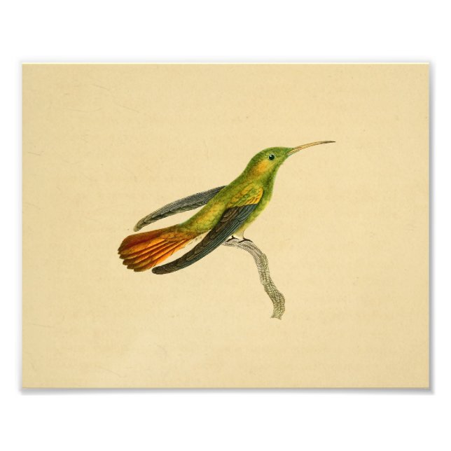 Vintage 1830 Hummingbird Print Red Green (Front)