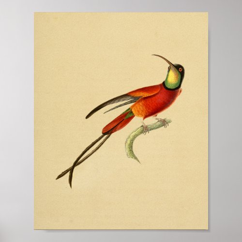 Vintage 1830 Hummingbird Print Red Green