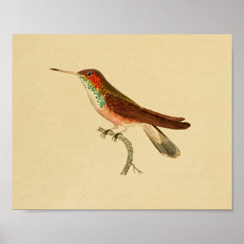 Vintage 1830 Hummingbird Print Red Green