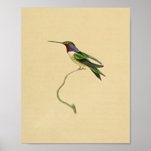 Vintage 1830 Hummingbird Print Red Purple