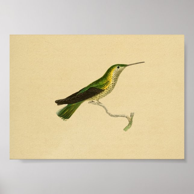 Vintage 1830 Hummingbird Print Yellow Green (Front)
