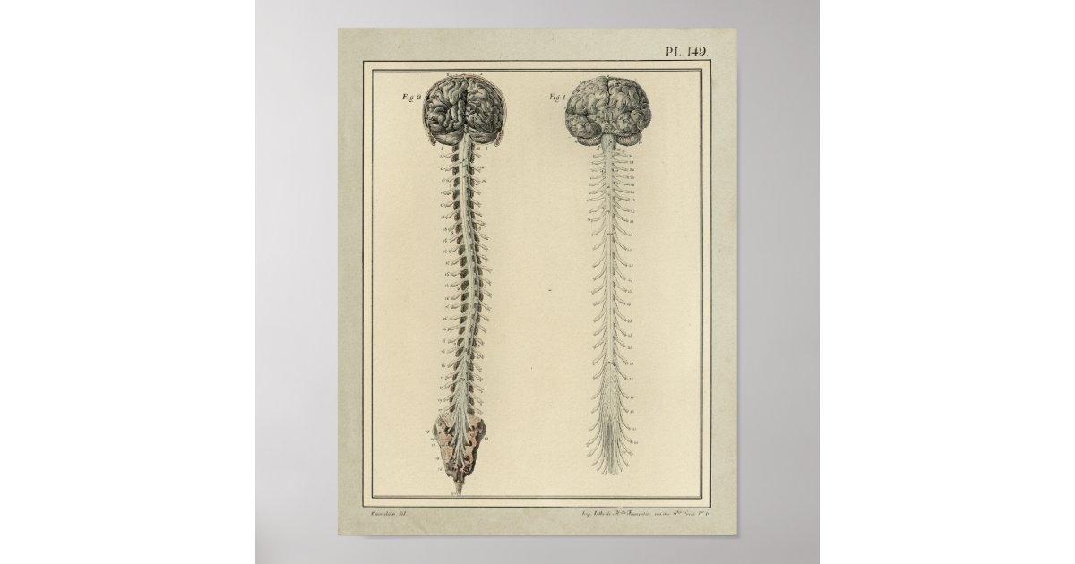 Vintage 1831 Brain Spinal Cord Anatomy Print | Zazzle