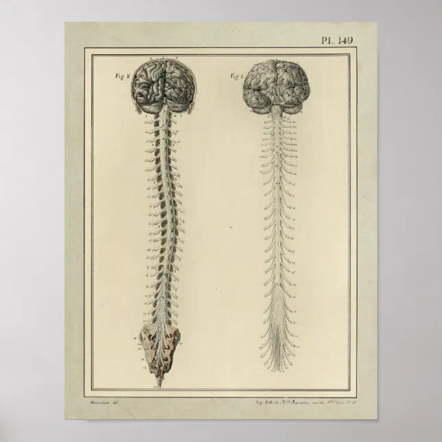 Vintage 1831 Brain Spinal Cord Anatomy Print | Zazzle