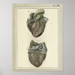 Vintage 1831 Heart Anatomy Print