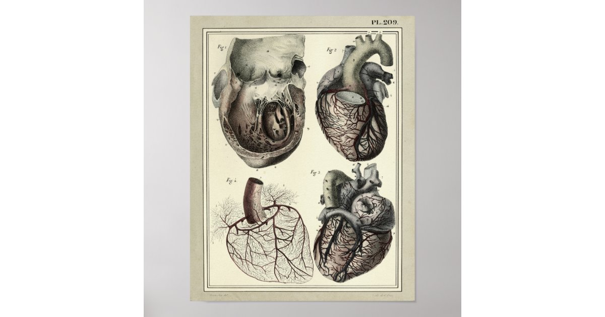 Vintage 1831 Heart Arteries Anatomy Print | Zazzle