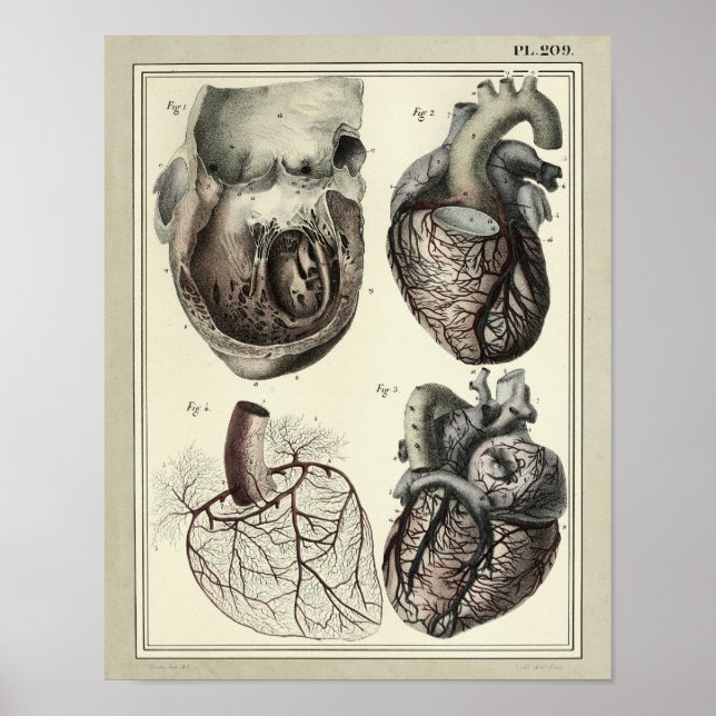 Vintage 1831 Heart Arteries Anatomy Print (Front)