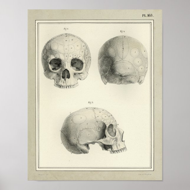 Vintage 1831 Human Skull Anatomy Print (Front)