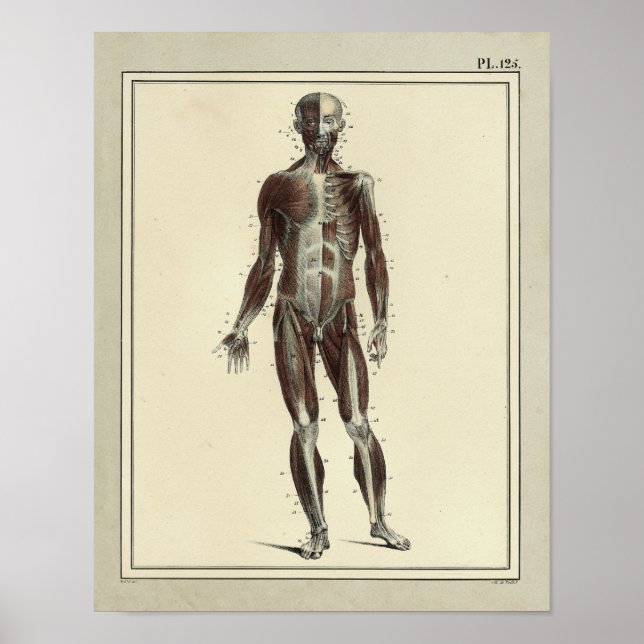 Vintage 1831 Muscles Anterior Anatomy Print (Front)