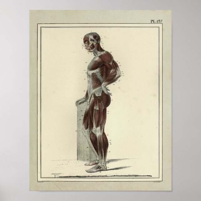 Vintage 1831 Muscles Lateral Anatomy Print (Front)