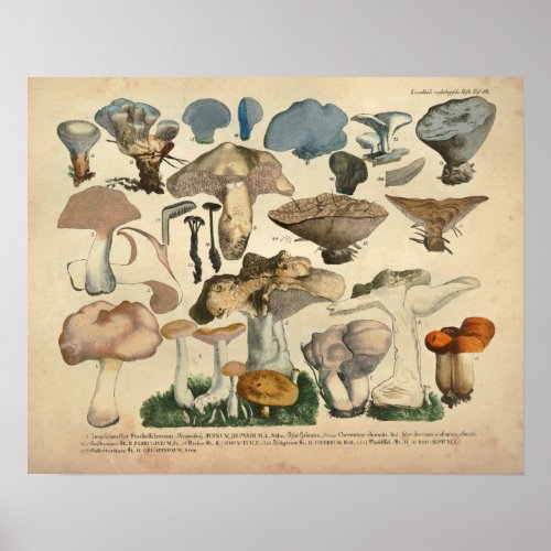 Vintage 1831 Mushroom Variety Blue Brown Print