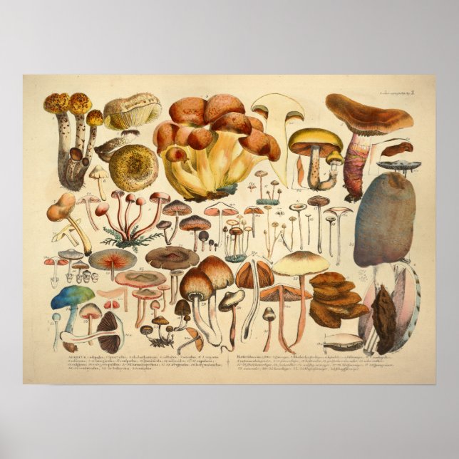 Vintage 1831 Mushroom Variety Brown Blue Print (Front)