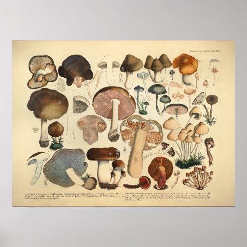 Vintage 1831 Mushroom Variety Brown Red Print