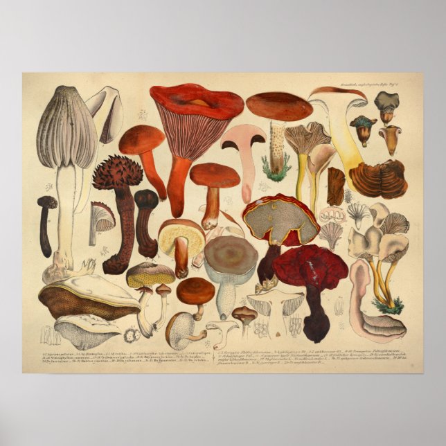 Vintage 1831 Mushroom Variety Brown Red Print (Front)