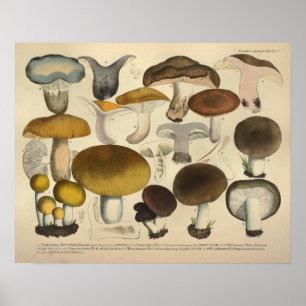 Vintage 1831 Mushroom Variety Brown Yellow Print