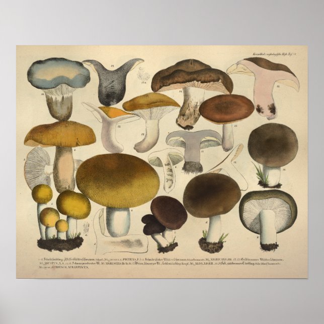 Vintage 1831 Mushroom Variety Brown Yellow Print (Front)