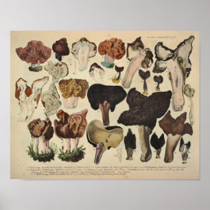 Vintage 1831 Mushroom Variety Fungus Brown Print