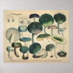 Vintage 1831 Mushroom Variety Green Blue Print at Zazzle