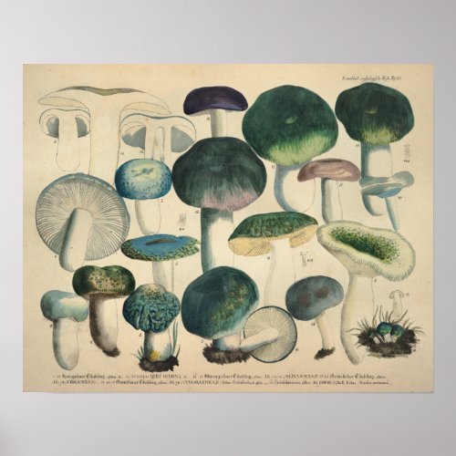 Vintage 1831 Mushroom Variety Green Blue Print