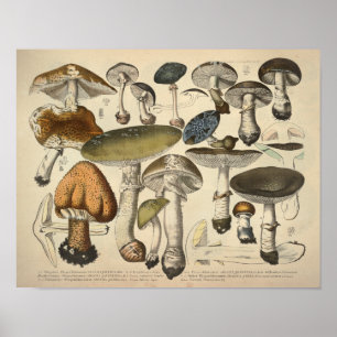 Vintage 1831 Mushroom Variety Green Brown Print