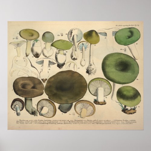 Vintage 1831 Mushroom Variety Green Brown Print