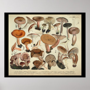 Vintage 1831 Mushroom Variety Orange Brown Print