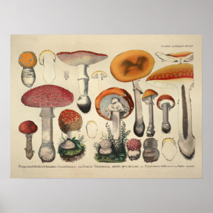 Vintage 1831 Mushroom Variety Orange Purple Print