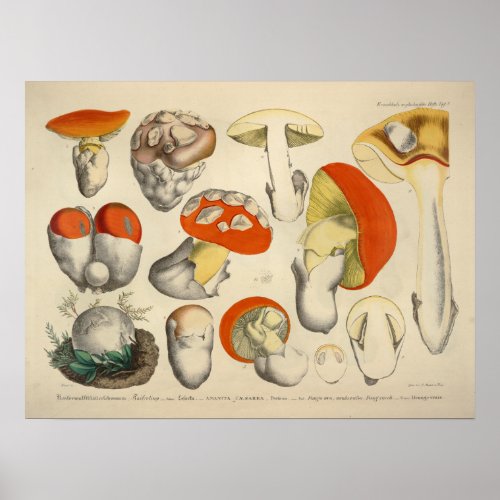 Vintage 1831 Mushroom Variety Orange Yellow Print