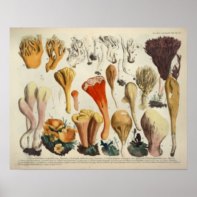 Vintage 1831 Mushroom Variety Red Brown Print (Front)