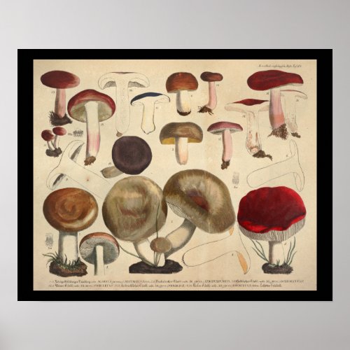 Vintage 1831 Mushroom Variety Red Brown Print