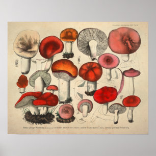Vintage 1831 Mushroom Variety Red Orange Print