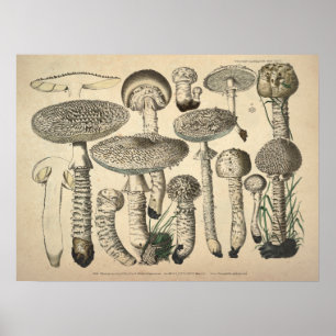 Vintage 1831 Mushroom Variety White Brown Print