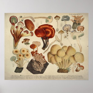 Vintage 1831 Mushroom Variety Yellow Brown Print