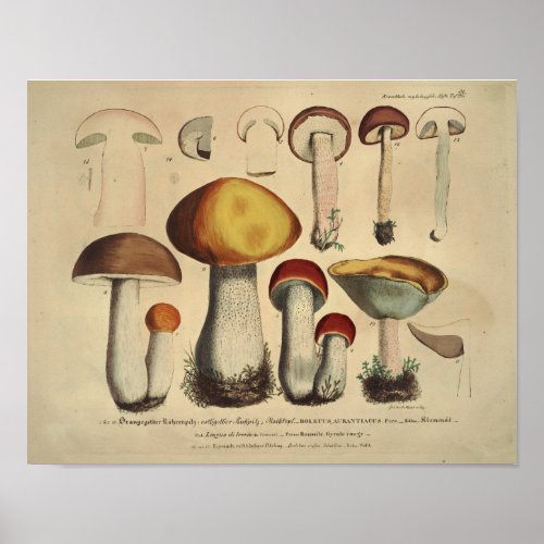 Vintage 1831 Mushroom Variety Yellow Brown Print