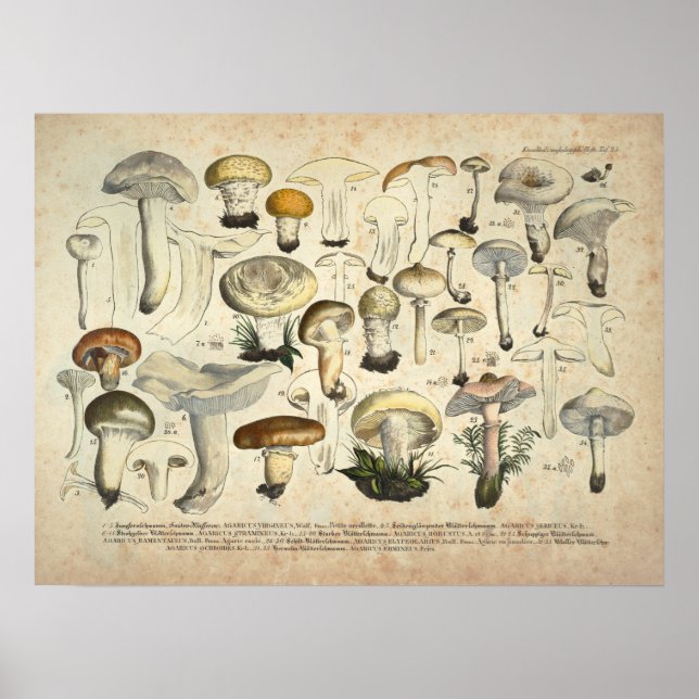 Vintage 1831 Mushroom Variety Yellow Brown Print (Front)