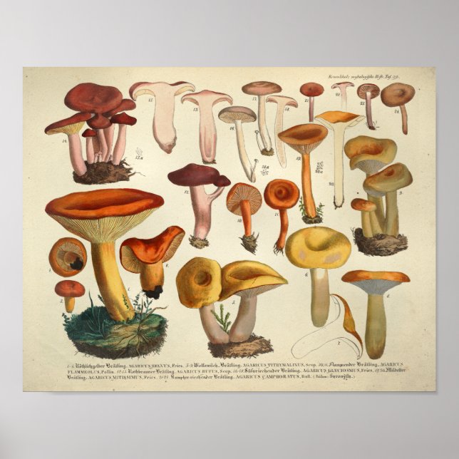 Vintage 1831 Mushroom Variety Yellow Brown Print (Front)