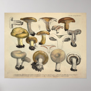 Vintage 1831 Mushroom Variety Yellow Brown Print