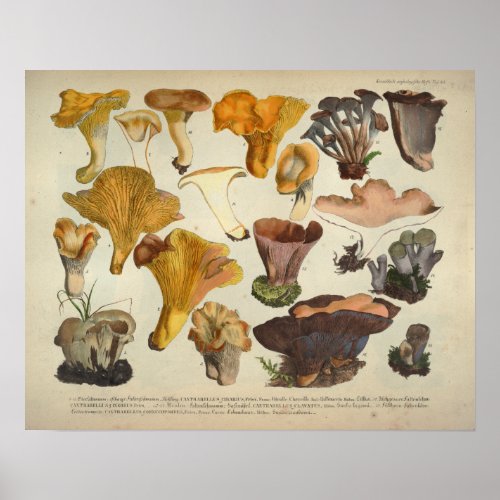 Vintage 1831 Mushroom Variety Yellow Brown Print