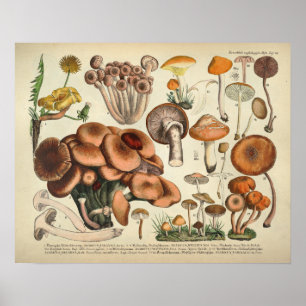 Vintage 1831 Mushroom Variety Yellow Brown Print