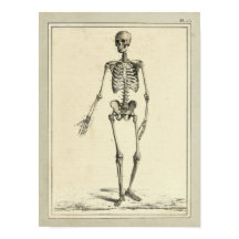 Vintage 1831 Skeleton Anatomy Print
