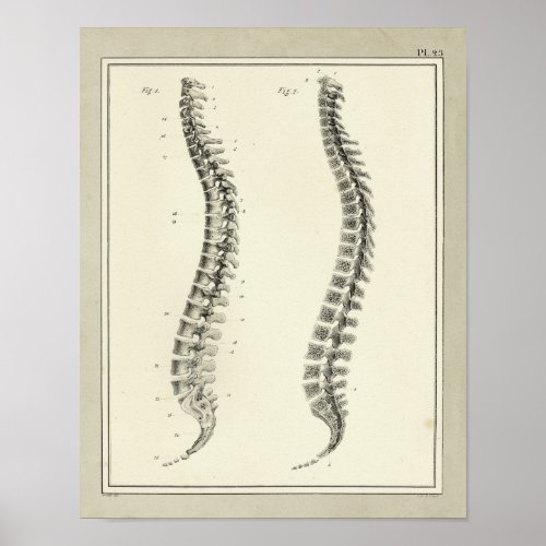 Vintage 1831 Spinal Column Anatomy Print